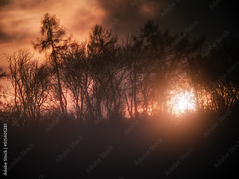 Forest trees against the sunset Forest trees against the sunset