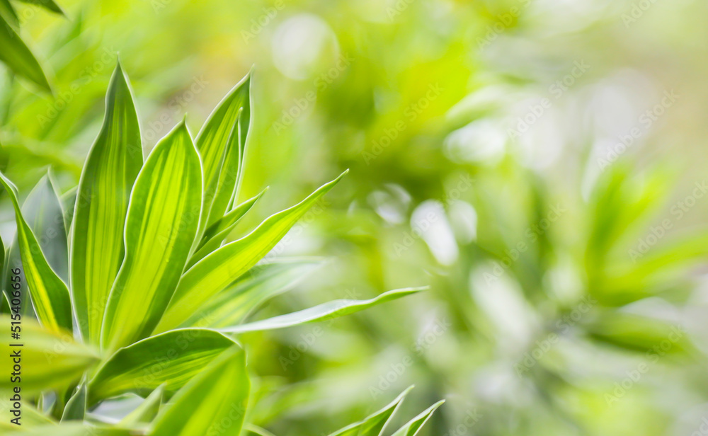 Natural green fresh grass summer bokeh Natural green fresh grass summer bokeh