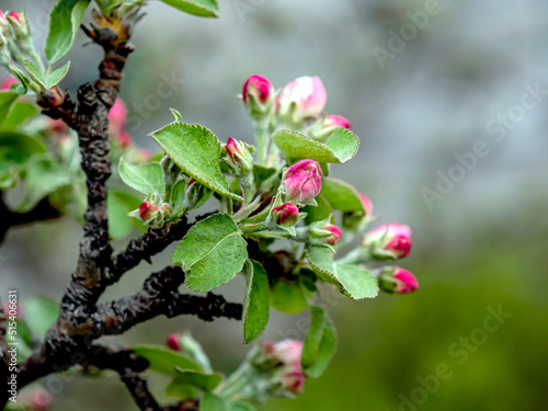 apple tree blooming with a delicate pink color