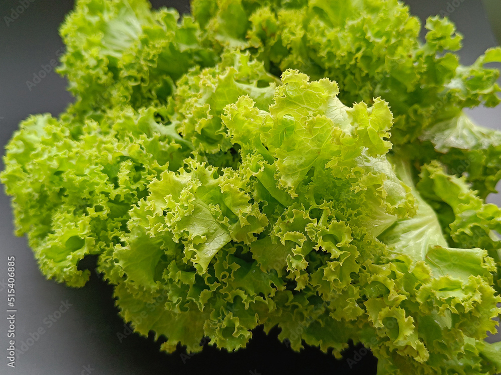 Close up lettuce on black background. selected focus Side view. Close up lettuce on black background. selected focus Side view.