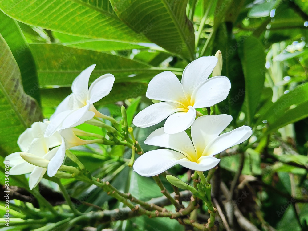Fototapeta premium Beautiful white and yellow plumeria flowers blooming on tree, frangipani, tropical flowers. afternoon light