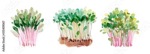 Microgreens watercolor sprouts isolated on white background. Vegan micro sunflower greens shoots. Growing sprouted sunflower seeds, microgreens closeup, minimal design, banner