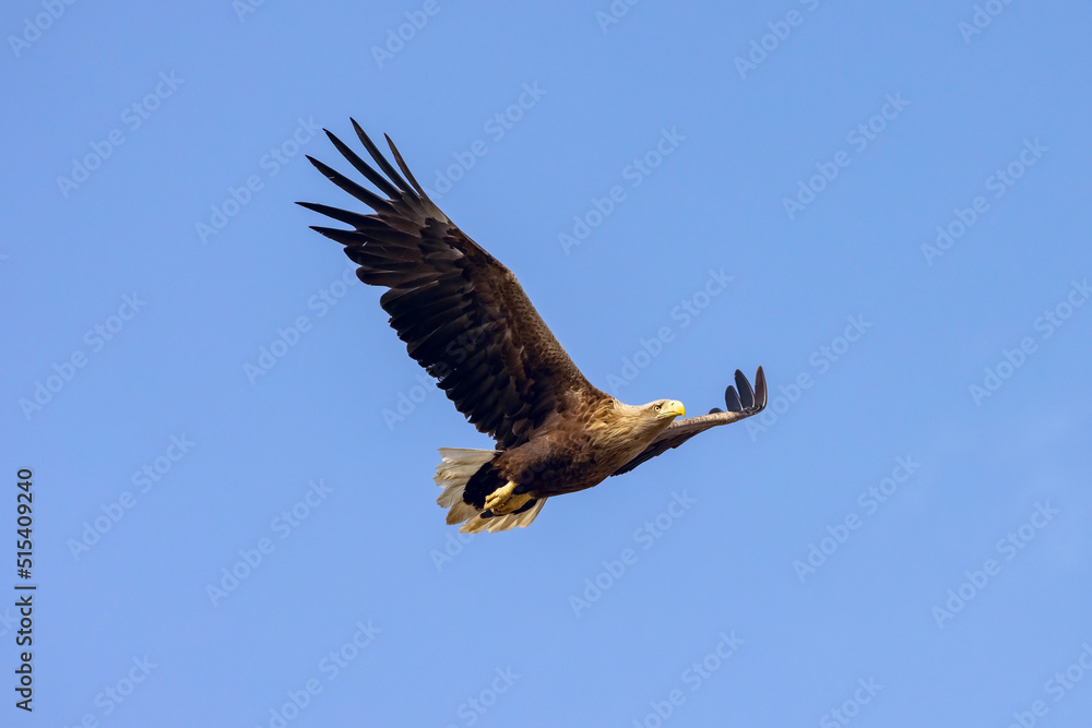 Fototapeta premium White-tailed Eagle (haliaeetus albicilla) flying in the blue sky in the delta of Volga River 