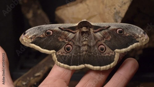 Giant Peacock Moth On A Human Hand. Close Up photo