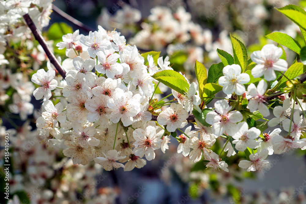Blossoming fruit tree branch