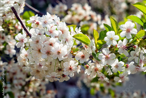 Obraz na płótnie Blossoming fruit tree branch w salonie