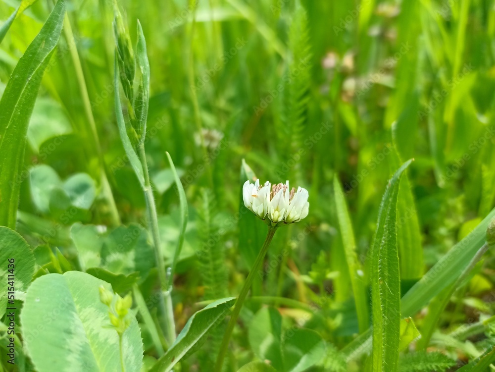 Foto de Trifolium repens, the white clover (also known as Dutch clover, Ladino clover, or Ladino