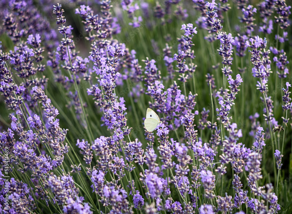Naklejka premium background of blooming lavender and butterfly
