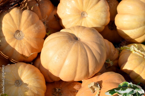 Small light orange pumpkins at a harvest festival 