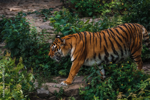 Fototapeta Naklejka Na Ścianę i Meble -  The Bengal tiger. Zoo. Big cat. Zoological garden