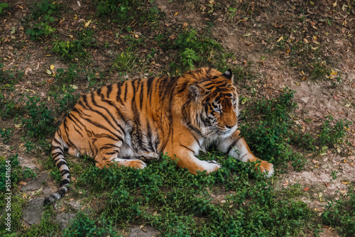 The Bengal tiger. Zoo. Big cat. Zoological garden