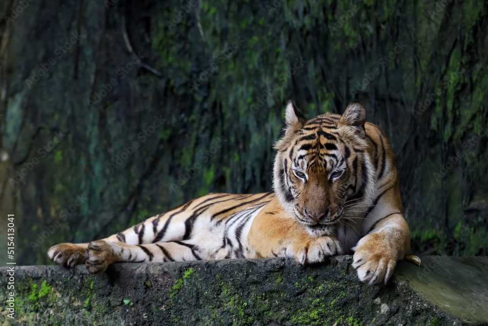 Fototapeta premium Close up Indochinese tiger is beautiful animal and dangerous in forest