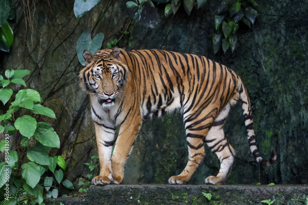 Close up Indochinese tiger is beautiful animal and dangerous in forest Close up Indochinese tiger is beautiful animal and dangerous in forest
