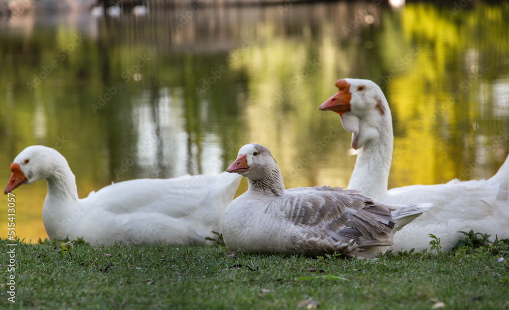 birds on the lake shore. geese on the grass. white and gray big geese birds on the lake shore. geese on the grass. white and gray big geese
