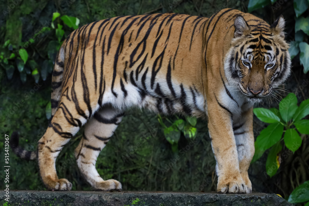 Close up Indochinese tiger is beautiful animal and dangerous in forest Close up Indochinese tiger is beautiful animal and dangerous in forest