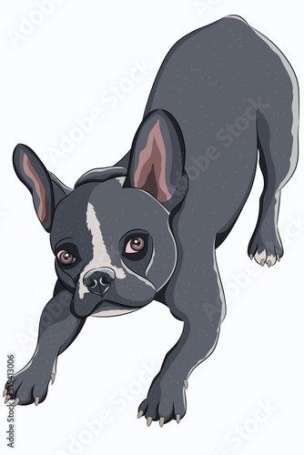 Vector drawing of a small gray French bulldog.