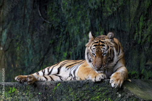 Close up Indochinese tiger is beautiful animal and dangerous in forest