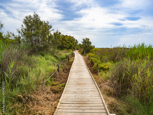Wallpaper Mural camino de madera con vegetación natural Torontodigital.ca