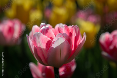 isolated flower close-up. macro photography. desktop wallpapers. beautiful floral background. delicate tulip