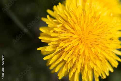 isolated flower close-up. macro photography. desktop wallpapers. beautiful floral background. yellow dandelion