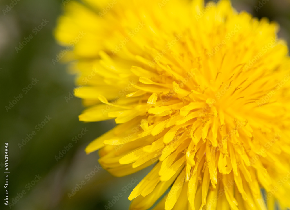 isolated flower close-up. macro photography. desktop wallpapers. beautiful floral background. yellow dandelion isolated flower close-up. macro photography. desktop wallpapers. beautiful floral background. yellow dandelion