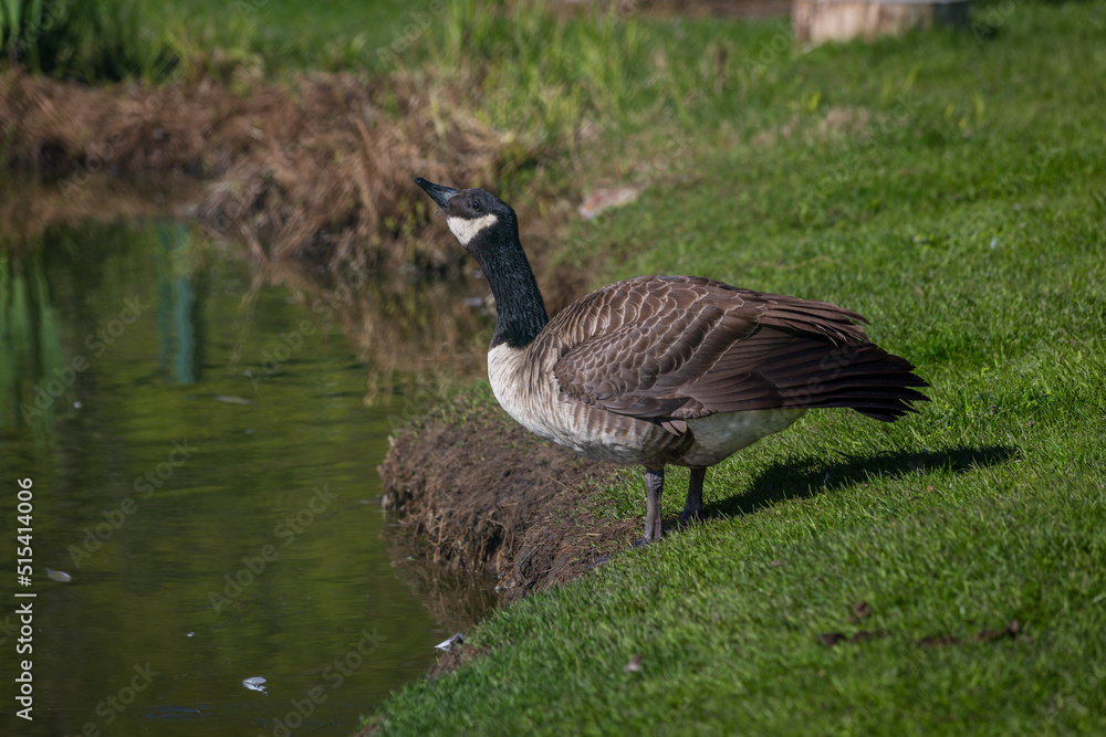 birds on the lake shore. geese on the grass. one goose on the shore. isolated bird birds on the lake shore. geese on the grass. one goose on the shore. isolated bird