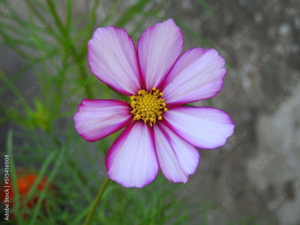 Fototapeta premium fleur