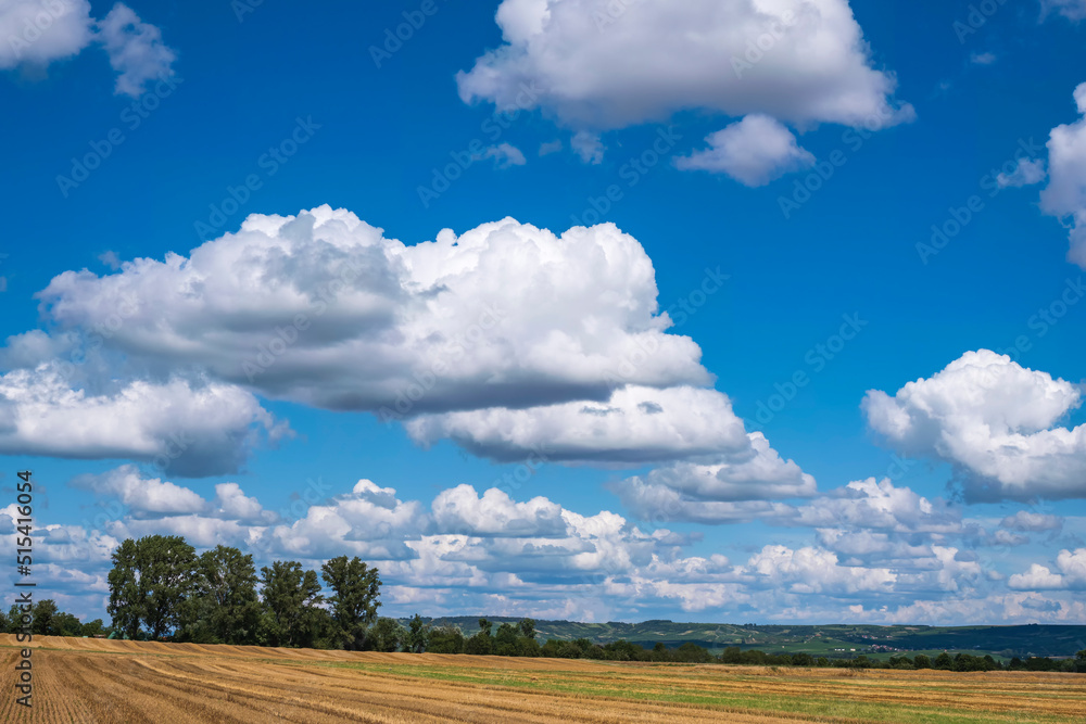 Looking across a harvested grain field towards a clump of trees under a white and blue sky