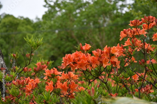 美ヶ原高原　レンゲツツジと白樺 photo