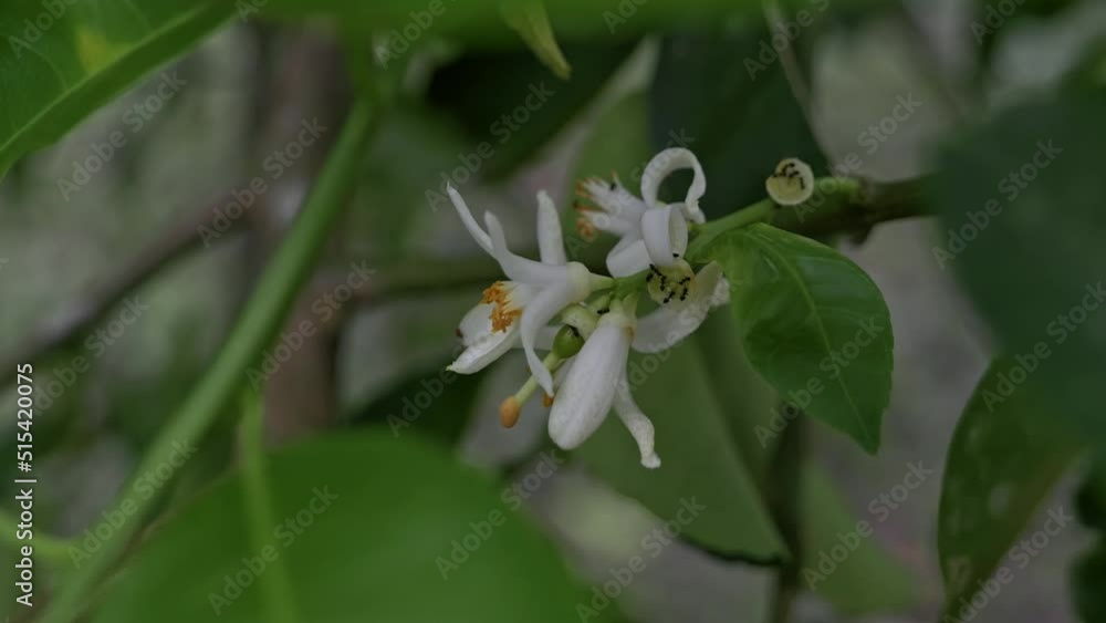 Ants running on a white flower outdoors at daytime close up Ants running on a white flower outdoors at daytime close up