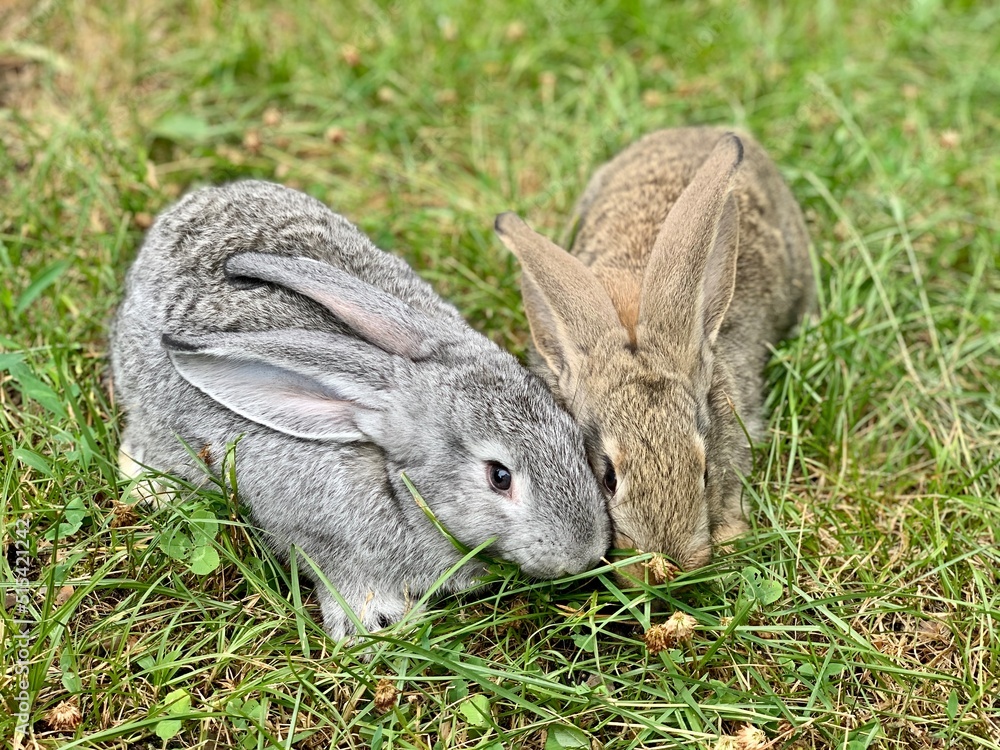 Fototapeta premium Rabbits sitting in the green grass.