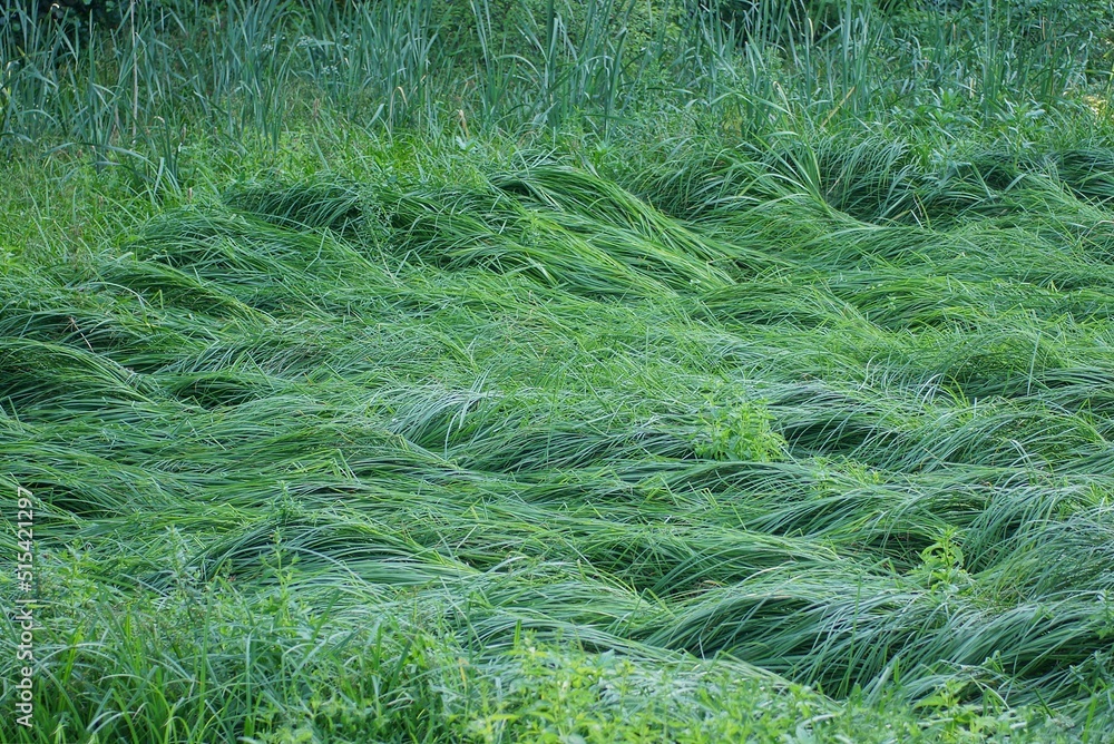 many long green grass of reeds and grass in the water in the swamp many long green grass of reeds and grass in the water in the swamp