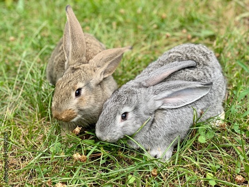 Two rabbits are sitting in the green grass.