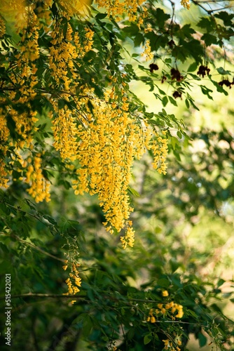 Εκτύπωση καμβά Vertical shot of a Laburnum watereri Vossii on a tree during the day