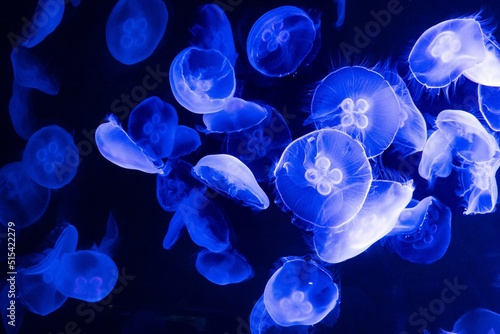 Photography Scenic view of blue jellyfish swimming underwater in the deep ocean