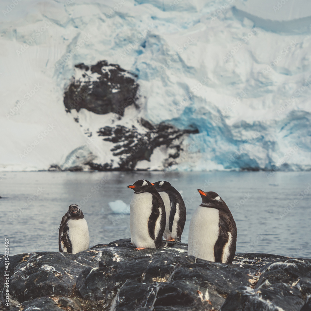 Penguins in Antarctica. Port Lockroy