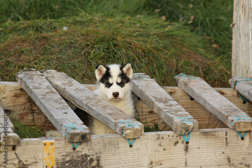 Northern Canada husky puppy got caught in an old komatik and looking sad, Pond Inlet, Nunavut photo