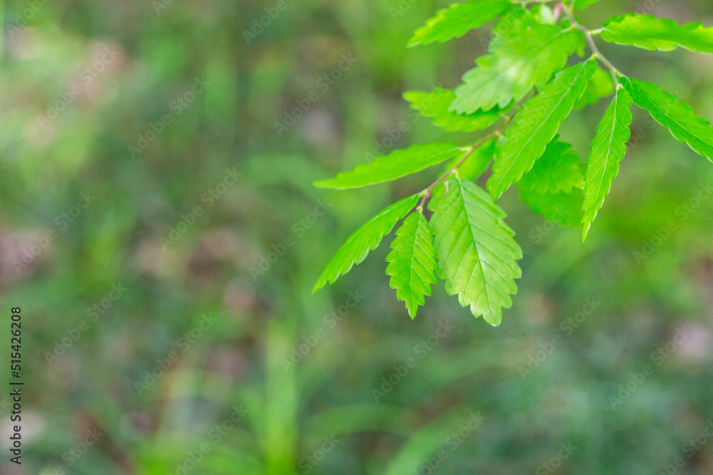 A species of the Zelkova tree, Zelkova serrata, keyaki, Japanese zelkova , Kinme keyaki. Young green yellow leaves in spring. A species of the Zelkova tree, Zelkova serrata, keyaki, Japanese zelkova , Kinme keyaki. Young green yellow leaves in spring.