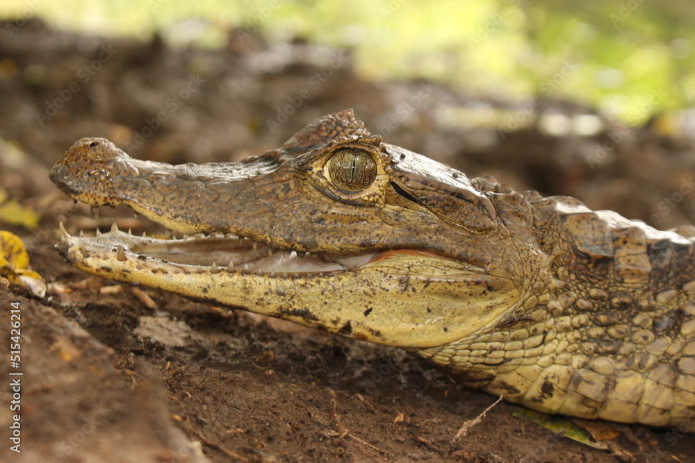 alligator on the shore of the lagoon wetland colombia alligator on the shore of the lagoon wetland colombia