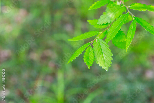 A species of the Zelkova tree, Zelkova serrata, keyaki, Japanese zelkova , Kinme keyaki. Young green yellow leaves in spring. photo