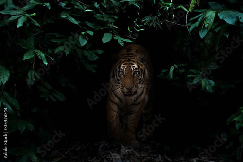 Fototapeta Naklejka Na Ścianę i Meble -  tiger in tropical rainforest at night