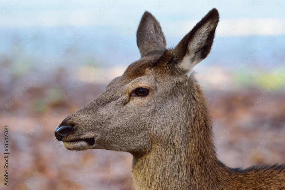 Red deer female head close up, head portrait, autumn, north rhine westphalia, (cervus elaphus), germany Red deer female head close up, head portrait, autumn, north rhine westphalia, (cervus elaphus), germany
