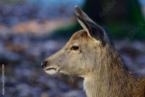 Red deer cup head close up  head portrait  autumn  north rhine westphalia    cervus elaphus   germany