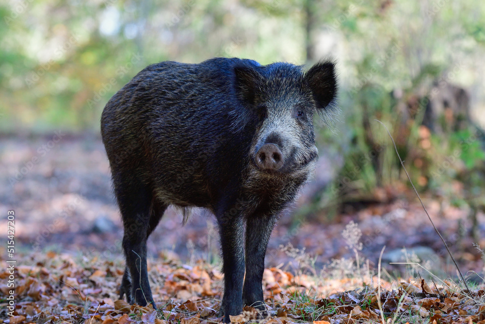 Wild boar foraging in autumn forest, autumn, lower saxony, (sus scrofa), germany Wild boar foraging in autumn forest, autumn, lower saxony, (sus scrofa), germany