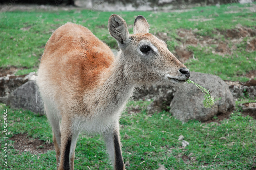 Deer at Taman Safari Zoo, Indonesia Deer at Taman Safari Zoo, Indonesia