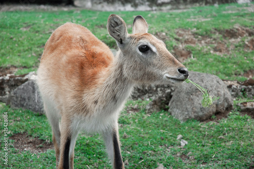 Fototapeta Naklejka Na Ścianę i Meble -  Deer at Taman Safari Zoo, Indonesia