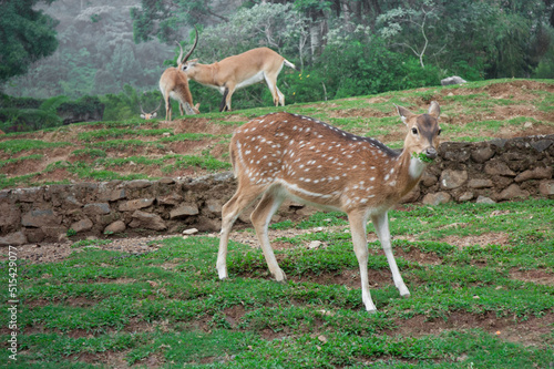 Taman Safari Zoo Animals