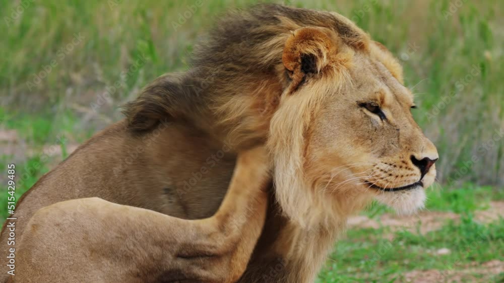 Side View Of Adult Lion Sitting On Grassfield Scratching Its Itchy Head With Thick Mane In Central Kalahari Botswana. - Closeup Shot Side View Of Adult Lion Sitting On Grassfield Scratching Its Itchy Head With Thick Mane In Central Kalahari Botswana. - Closeup Shot