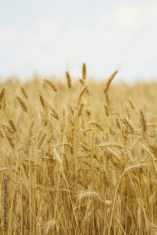 field of wheat. Wheat field in sunny weather. Cereal field. Ripening and harvesting wheat. Grain fields. Bright illustration on the theme of hunger and problems with the export of grain. Harvesting field of wheat. Wheat field in sunny weather. Cereal field. Ripening and harvesting wheat. Grain fields. Bright illustration on the theme of hunger and problems with the export of grain. Harvesting
