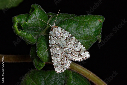 Fotografie A cryptic moth, the marbled green (Cryphia muralis)